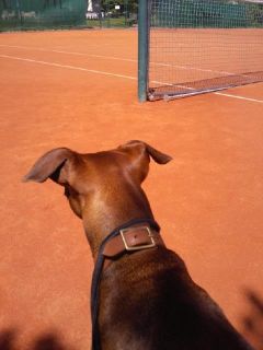 Tennis
