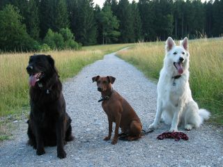 Mailo, Oscar u. Aiko